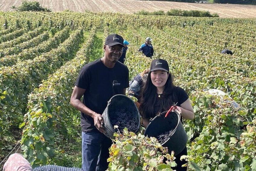 Two people harvesting grapes in a vineyard. 1