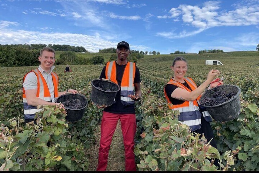 Three people harvesting grapes in a vineyard. 2