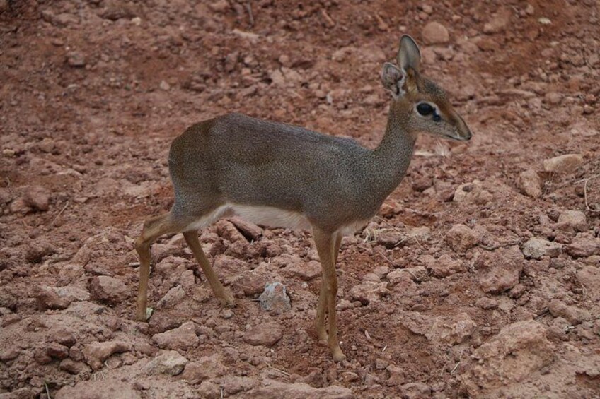 A deer standing on rocky terrain. 4