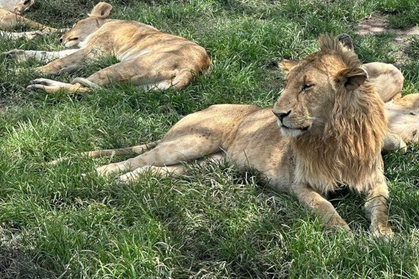 Lions resting on grass. 4