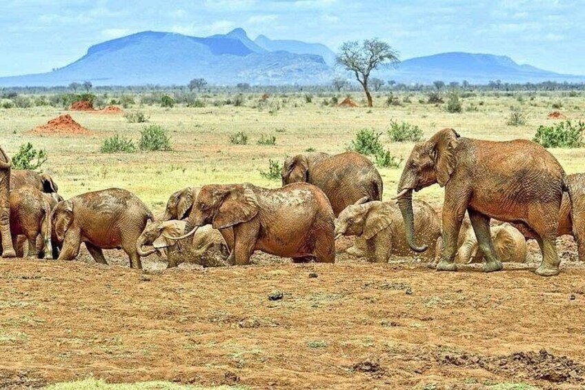 A herd of elephants in a dry savanna landscape with sparse vegetation and distant mountains. 2