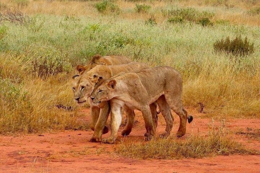 Three lions walking on a dirt path in a grassy savannah. 3