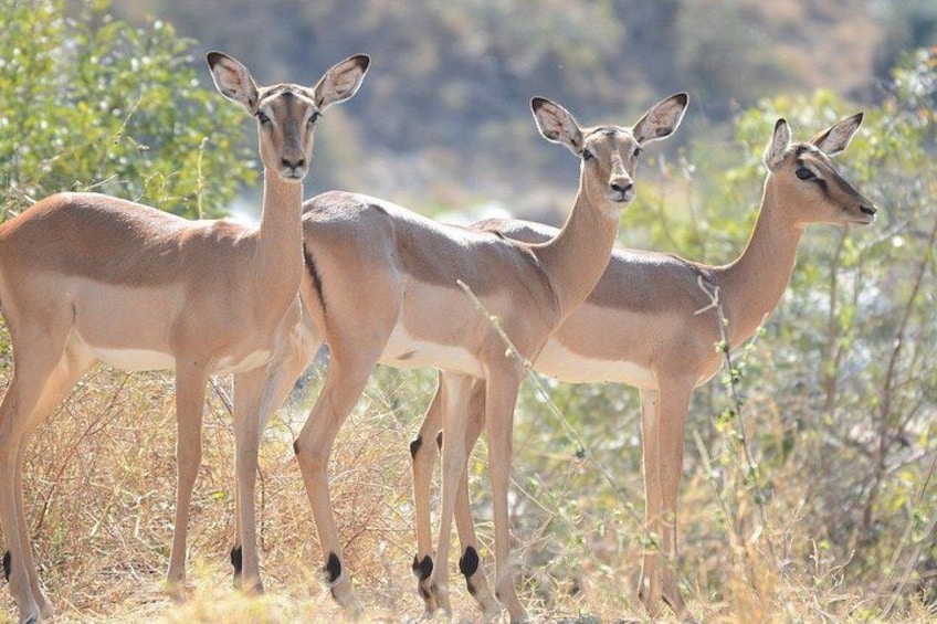 Three antelopes standing in a dry grassland with sparse vegetation. 2