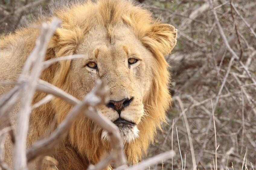 A lion with a golden mane in a natural setting with dry grass and sparse vegetation. 4