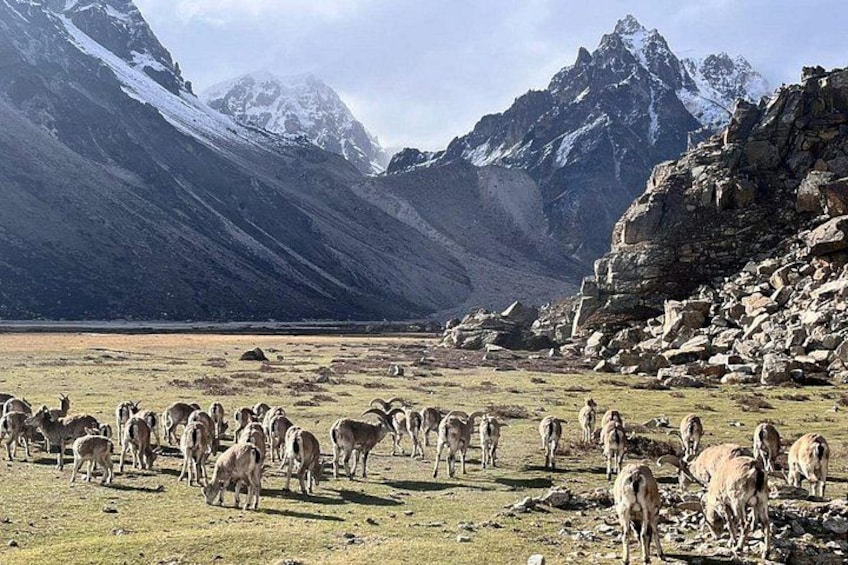 A herd of sheep grazing in a mountainous valley with rocky terrain and snow-capped peaks in the background. 5