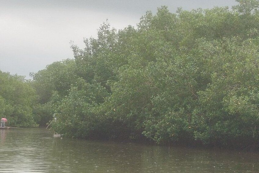A riverbank with dense green foliage and a person standing in the water. 4