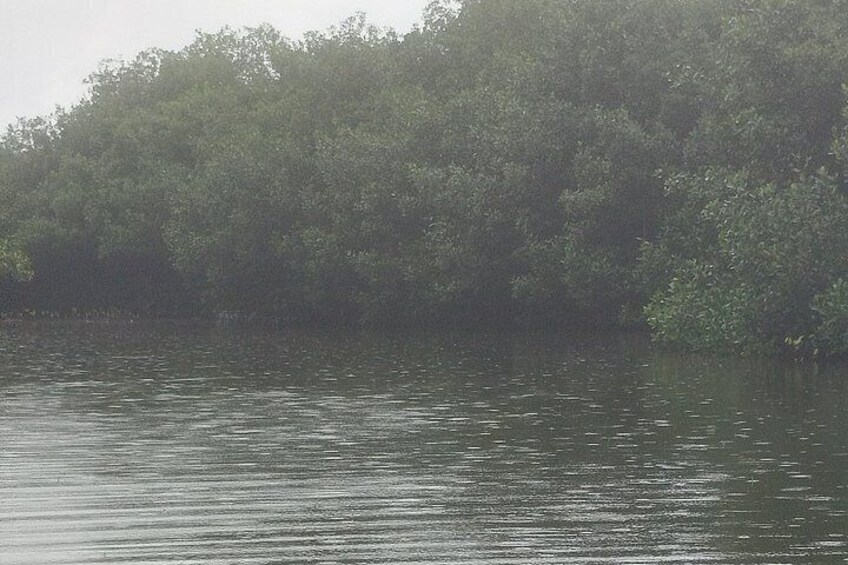 A calm river with dense foliage on the banks. 5