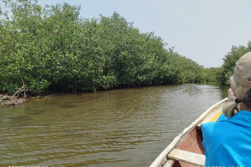 Een rivier met dichte mangrovebegroeiing aan de oever. 2