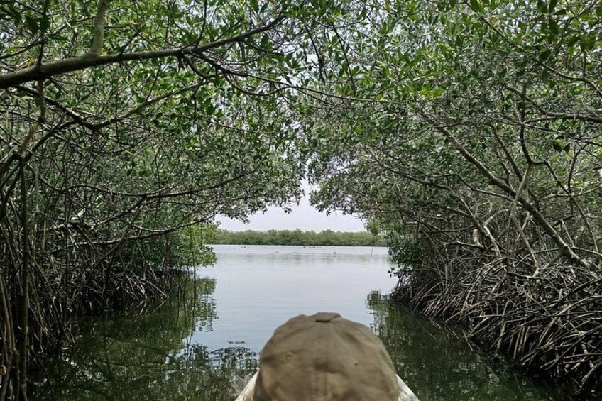 A boat in a mangrove forest with dense foliage and calm water. 1