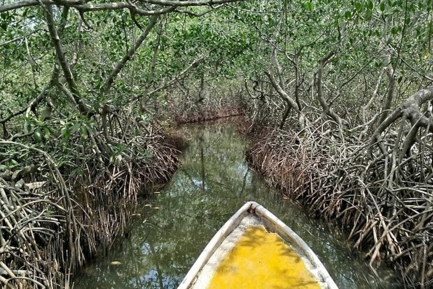 A narrow waterway flanked by dense mangrove trees. 2