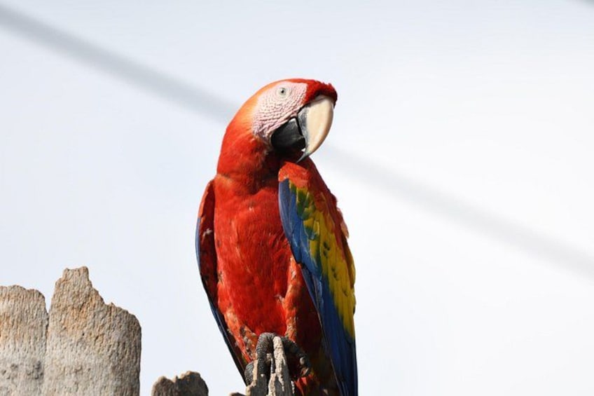 Manuel Antonio National Park Tour - Wildlife & Sloths 2