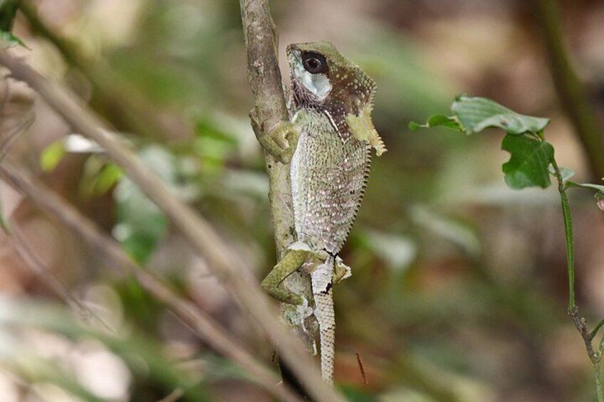 Manuel Antonio National Park Tour - Wildlife & Sloths 4
