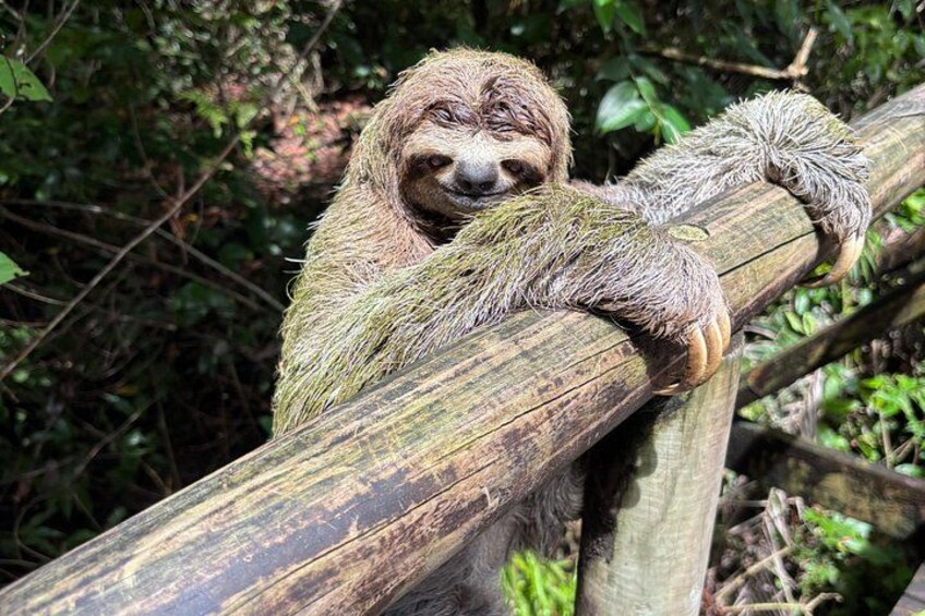 Manuel Antonio National Park Tour - Wildlife & Sloths 4