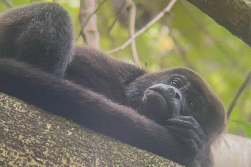 Un gorila descansando en una rama de árbol en un bosque. 2