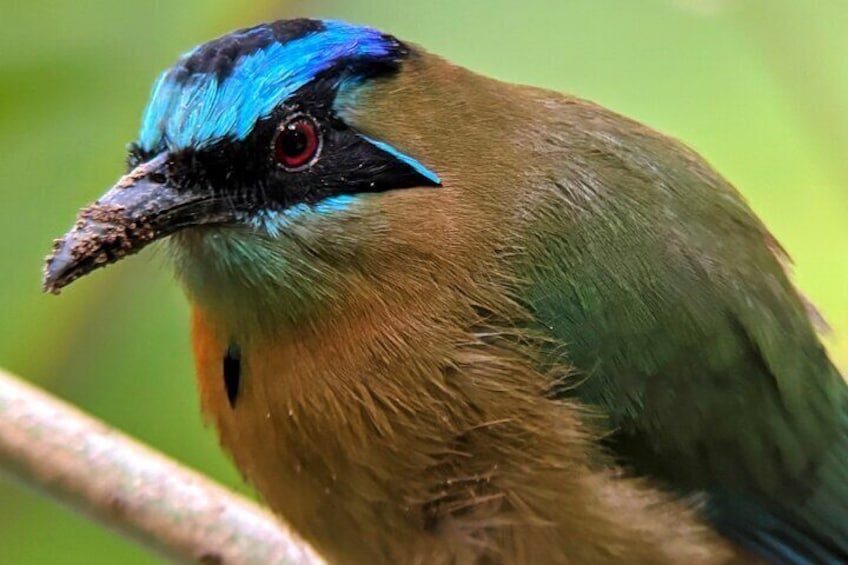 Un oiseau à la tête bleue et noire, aux yeux rouges et au plumage brun. 5