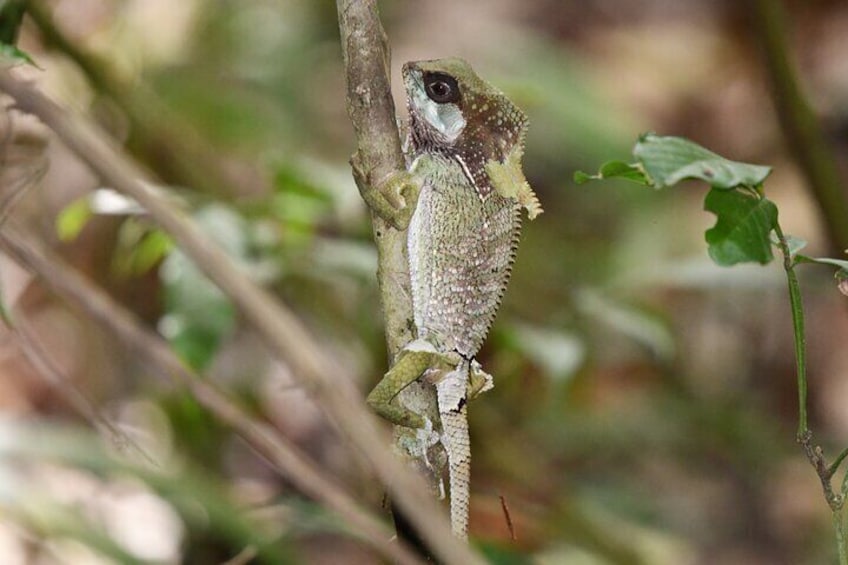 Un lézard perché sur une branche d’arbre, dans un environnement naturel. 4