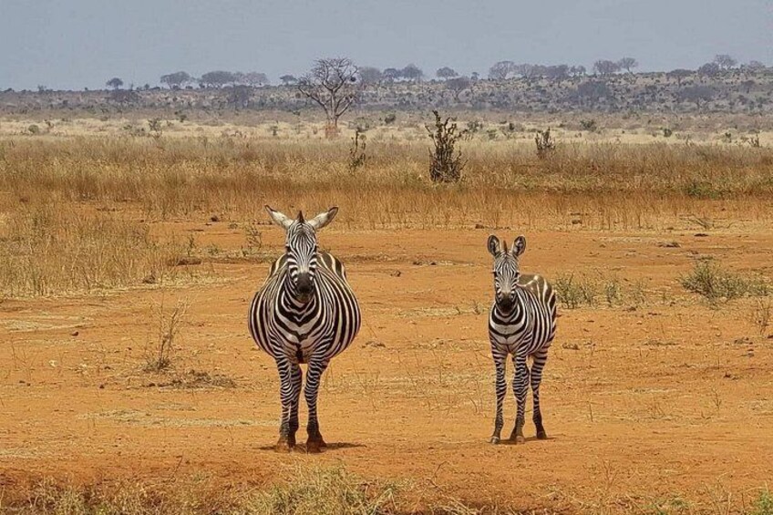 Two zebras standing in a dry, open field with sparse vegetation and a distant tree line. 2