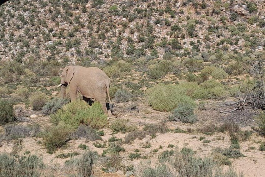 Cape Town Big Five sunset safari With All Inclusive 4