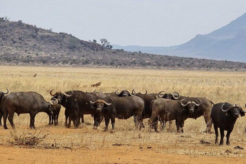 Cape Town Big Five sunset safari With All Inclusive 2