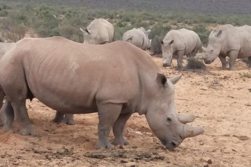 Cape Town Big Five sunset safari With All Inclusive 3
