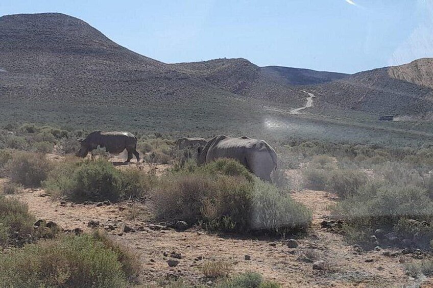 A desert landscape with a dirt path, sparse vegetation, and two large elephants. 5