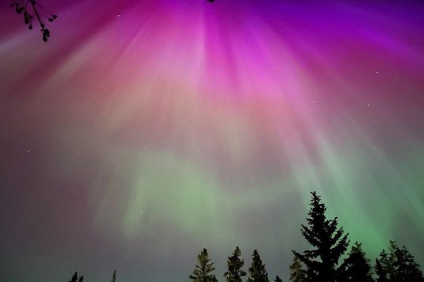 La aurora boreal sobre un bosque. 5