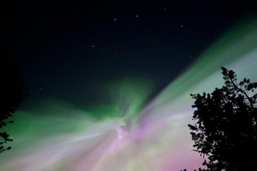 Het Noorderlicht (Aurora Borealis) met de silhouet van een boom aan de rechterkant. 2