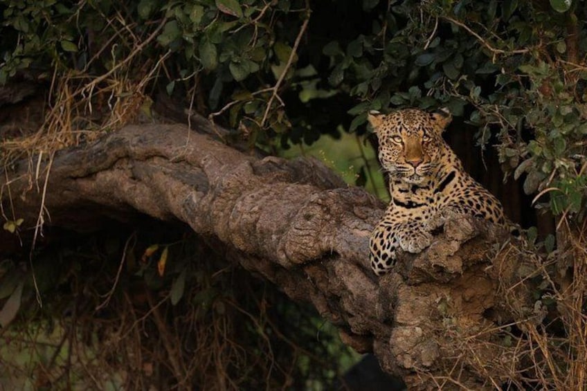 A leopard resting on a tree branch in a natural setting. 4