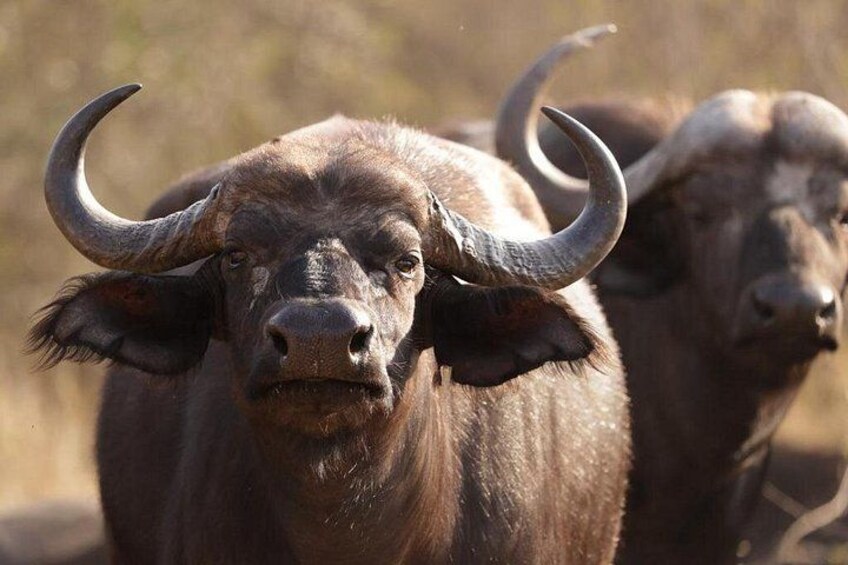 Unforgettable Big 5 Sunset Safari in Hoedspruit 3