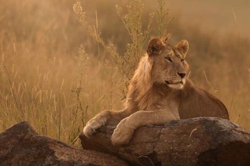 Unforgettable Big 5 Sunset Safari in Hoedspruit 2