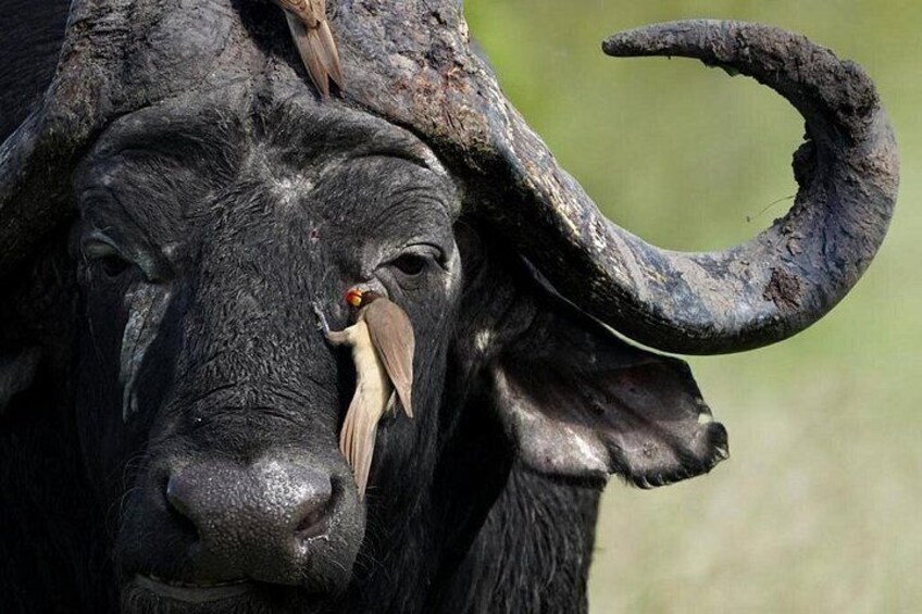 En buffel med ett stort, böjt horn och en fågel som sitter på huvudet. 2