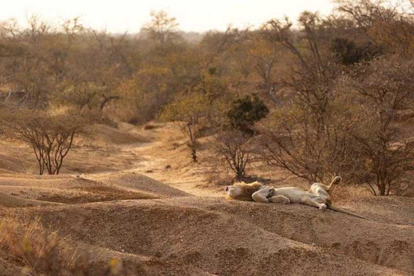 A dry, arid landscape with sparse vegetation and a dirt path. 2