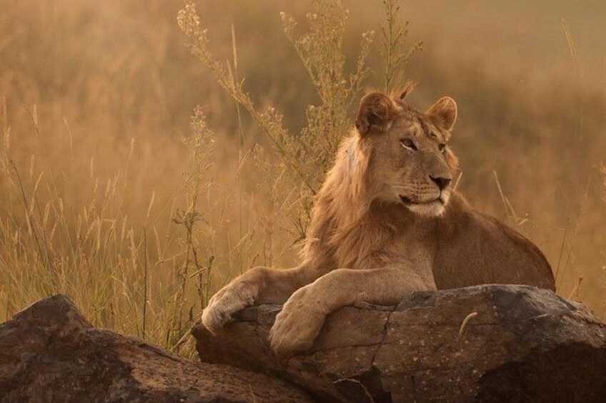Unforgettable Big 5 Sunset Safari in Hoedspruit 4