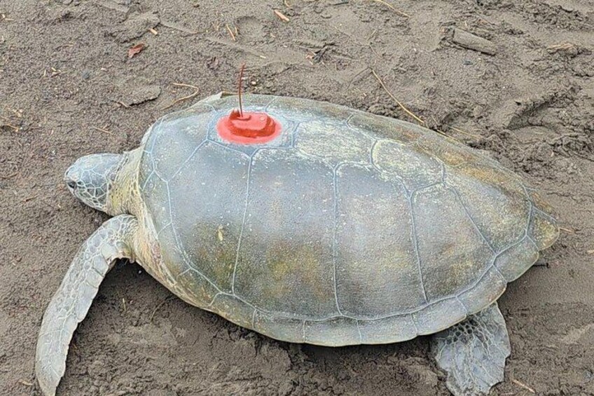 A sea turtle on a sandy beach. 4