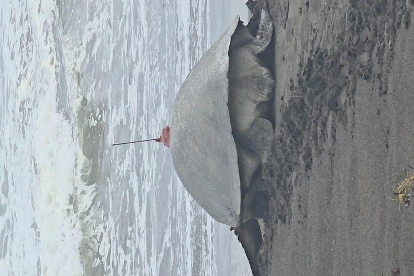 A large fish, possibly a stingray, on a sandy beach with waves in the background. 3