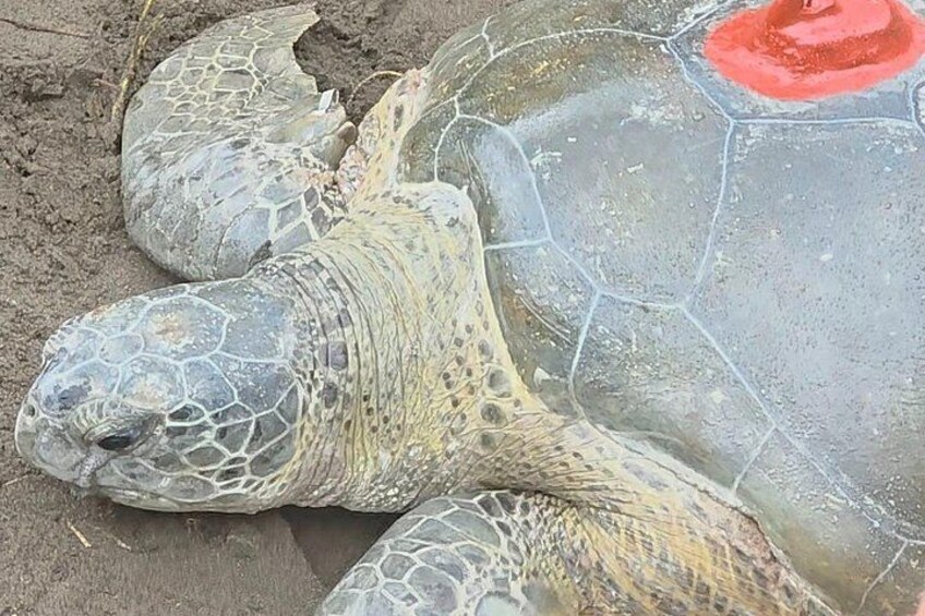 A sea turtle on the beach. 2