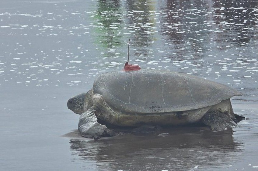 A sea turtle with a red tag on its shell, partially submerged in water. 1