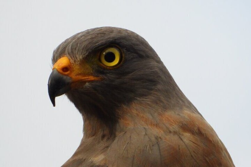 A close-up of a bird of prey with a sharp beak and intense yellow eyes. 1