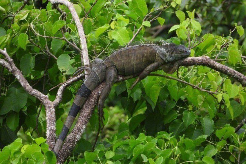Manuel Antonio National Park Hiking Guided Tour 4