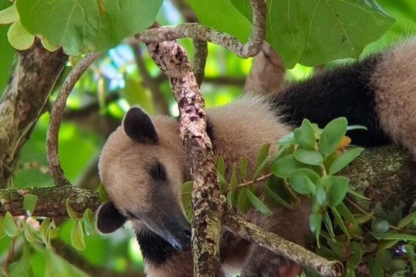 Manuel Antonio National Park Hiking Guided Tour 5