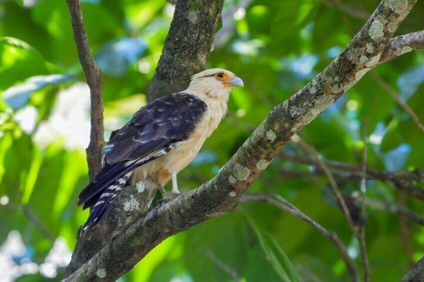 Manuel Antonio National Park Hiking Guided Tour 2