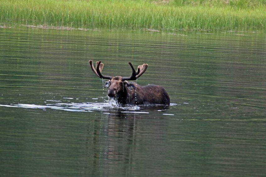 Moose at Lake 3