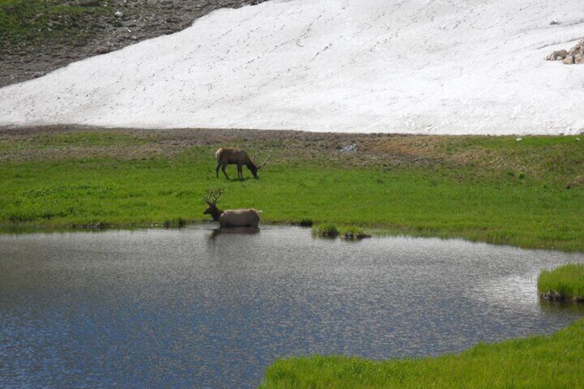Elk at Lake 4