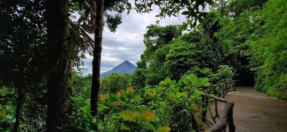 A forested path with a mountain in the background. 1