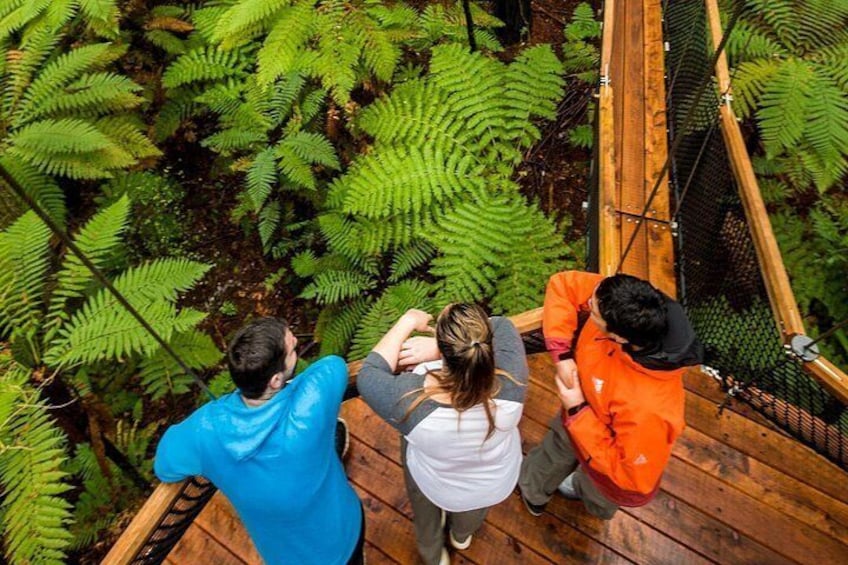 Rotorua: Redwoods Adventure 3-Hours 5