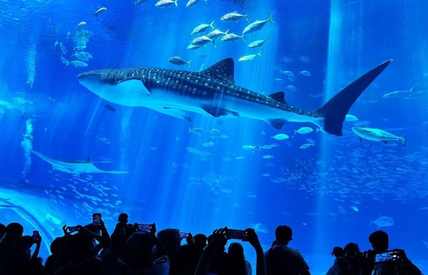 From Okinawa: Churaumi Aquarium & Cape Manzamo 1-Day Tour 1