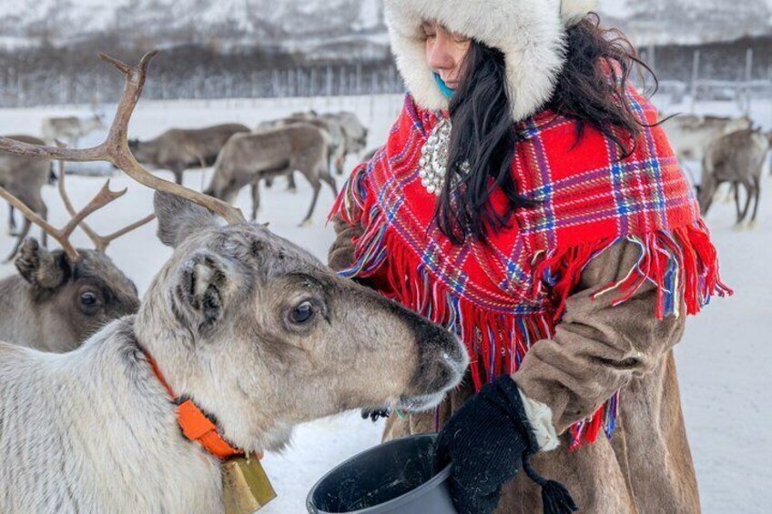 A person in a red plaid blanket interacting with reindeer in a snowy landscape. 1
