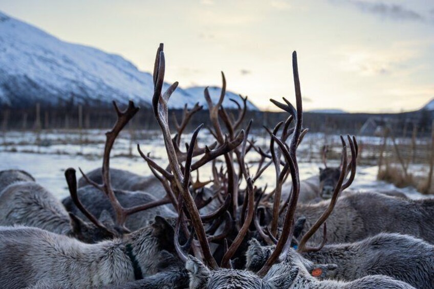 A group of reindeer with antlers in a snowy landscape with mountains in the background. 3