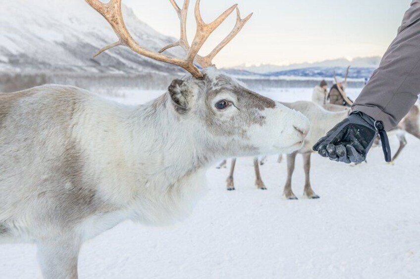 A reindeer with large antlers in a snowy landscape. 2