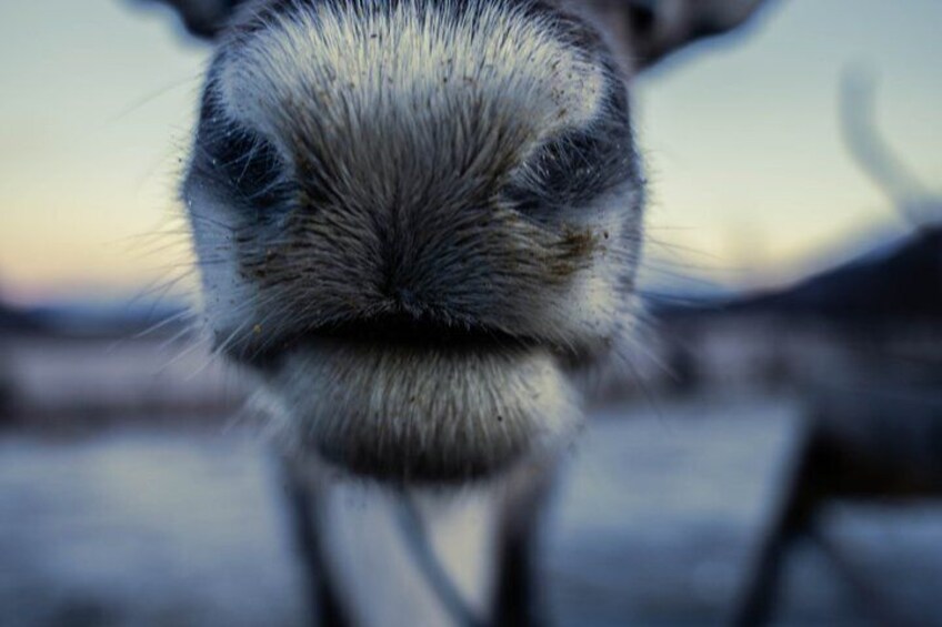 A close-up of an animal's nose with a blurred background. 4